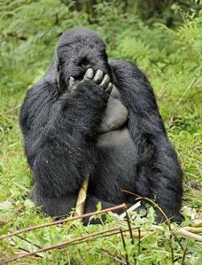 Gorilla-hungover_1370932i