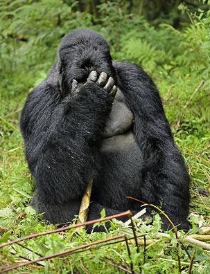 Gorilla-hungover_1370932i