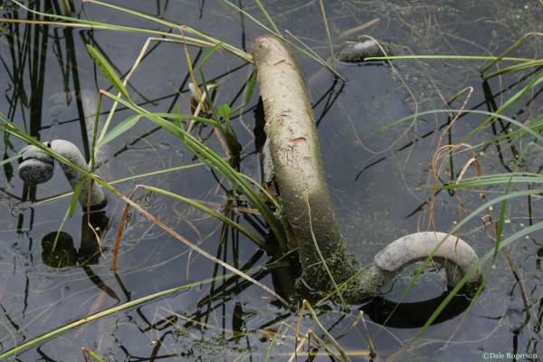 Photo prompt copyright Dale Rogerson.