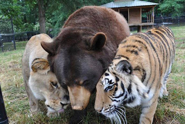 10155819_625699330847109_5142645143488970525_n