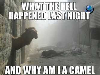 why-am-i-a-camel.jpg
