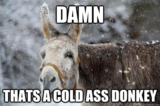 Damn-Thats-A-Cold-Ass-Donkey-Funny-Meme-Picture.jpg