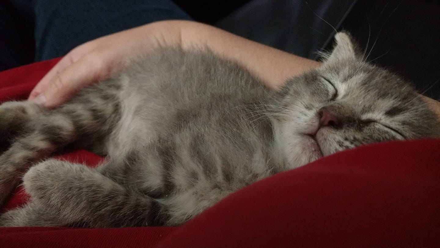 44509525_10156972018439066_5871417823472910336_o